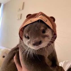 Otty the Otter logo Otty the Otter crypto logo