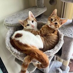 Peach and Pablo crypto logo