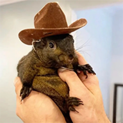 Peanut logo Peanut crypto logo