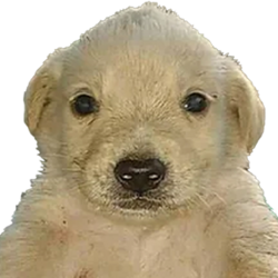 PERRO DINERO logo PERRO DINERO crypto logo