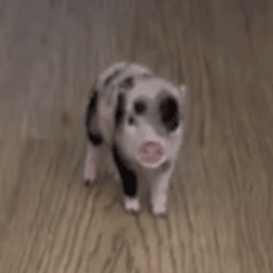 Petunia logo Petunia crypto logo