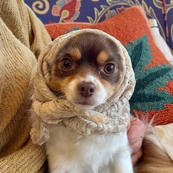 PIP logo PIP crypto logo