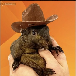 Pnut the Squirrel crypto logo