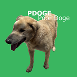 Poor Doge logo Poor Doge crypto logo