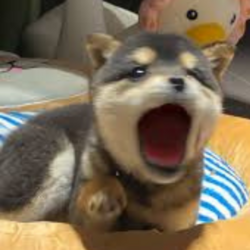 POPDOG logo POPDOG crypto logo