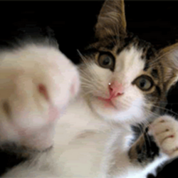 Punching Cat logo Punching Cat crypto logo