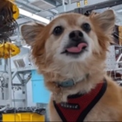 Qubit The Quantum Dog crypto logo