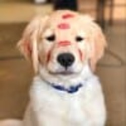 Romeo logo Romeo crypto logo