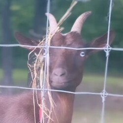 RUBY logo RUBY crypto logo