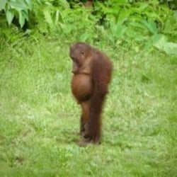 Sad Ape logo Sad Ape crypto logo