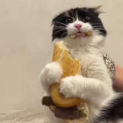 Sandwich Cat logo Sandwich Cat crypto logo