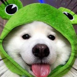 Shiro the FrogDog logo Shiro the FrogDog crypto logo