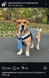 Simon for NYC dog Mayor logo Simon for NYC dog Mayor crypto logo