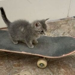 SkateCat crypto logo