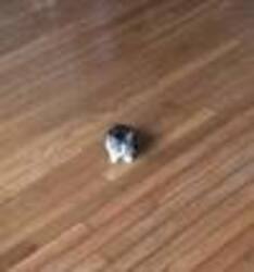 Smol Cat logo Smol Cat crypto logo