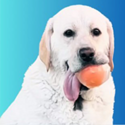 Splash Dog logo Splash Dog crypto logo