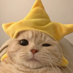 STAR CAT logo STAR CAT crypto logo