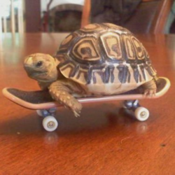 Tech Deck Turtle logo Tech Deck Turtle crypto logo