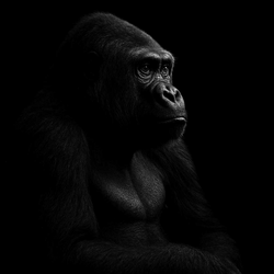 The Ape logo The Ape crypto logo