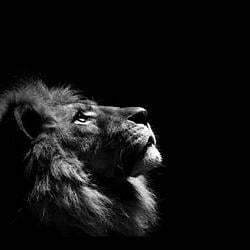 The Lion crypto logo