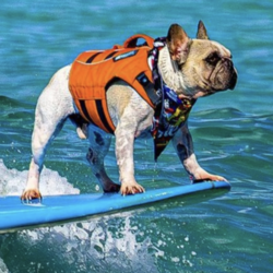 The Surfing Frenchie logo The Surfing Frenchie crypto logo