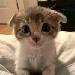 trilly logo trilly crypto logo