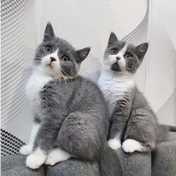 Twinny logo Twinny crypto logo