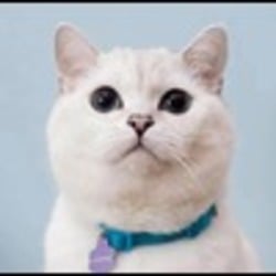 White Coffee Cat logo White Coffee Cat crypto logo