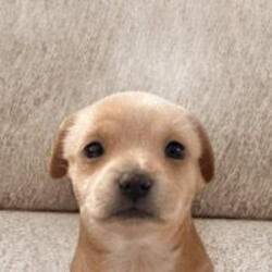 Will logo Will crypto logo