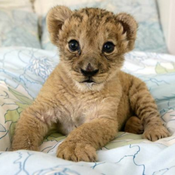 Willy logo Willy crypto logo