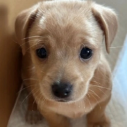 willy logo willy crypto logo