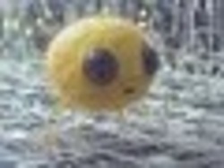 Zailgo logo Zailgo crypto logo